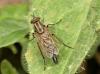 Thereva sp.